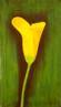 gelbe Calla 1