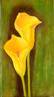 gelbe Calla 2